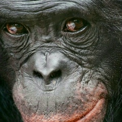 Homo Erectus, 08.01.1920