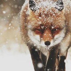 Анатолий Тутов, 13.08.1981, Санкт-Петербург