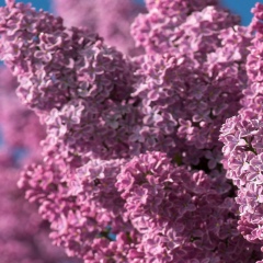 Звездный Полинник, 26.04, Санкт-Петербург