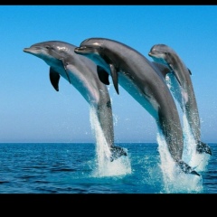 Елена Араховская, 17.06, Санкт-Петербург