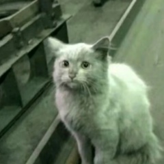 Антон Титовец