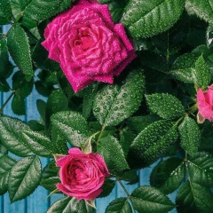 Мария Веселова