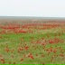 Степь Калмыцкая