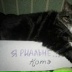 Луша Говяд, 31.12, Санкт-Петербург