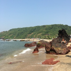 Anaid Petrova, Таллин