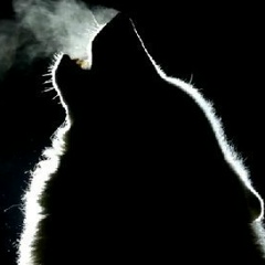 Wolf-cub _, 25.06, Красноярск