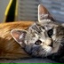 Weza Cat, 07.07.1990