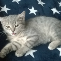 Саша Гаврилюк, 01.12, Житикара