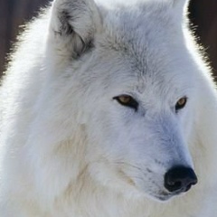 Алексей Пахомов, 26.10, Санкт-Петербург