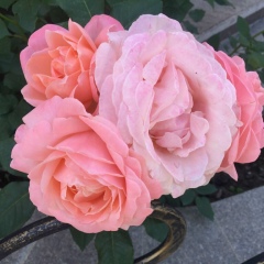 Раушан Бекназар, 26.11, Алматы