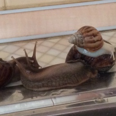 Кирилл Коцайлиди, 06.12, Аксу