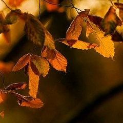 Кристина Шашкова, Харьков