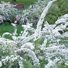 Эля Мусаева, 04.11, Балакен