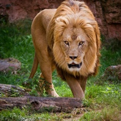 Артур Ефремов, 15.08.1985, Чериков