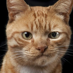 Дмитрий Камышов, 10.11, Севастополь