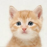 Асхат Шындаулетов, 08.07.1987, Алматы