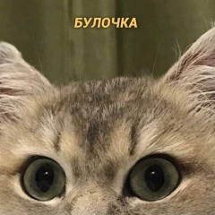 Евгений Дашковский