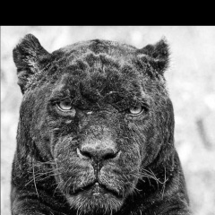 Закат Баракатов, 27.01