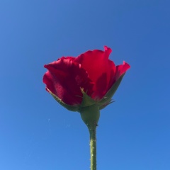 Камила Хикматова, Москва