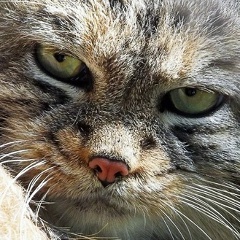 Николай Кемеровский