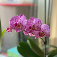 Ида , 01.03