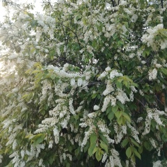 Эржэн Балданай, 06.12, Улан-Удэ