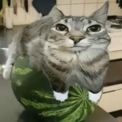 Иван Новохацкий