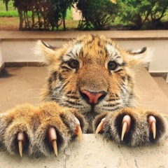 Кадыр Кадыров, 31.08, Санкт-Петербург