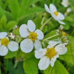 Катя Явися, 07.05, Великий Устюг