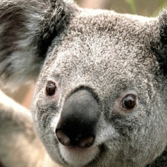 Кубанычбек Тешебаев, 18.11.1984, Баткен